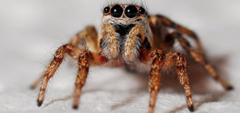 Гигантские пауки способны за год съесть все человечество