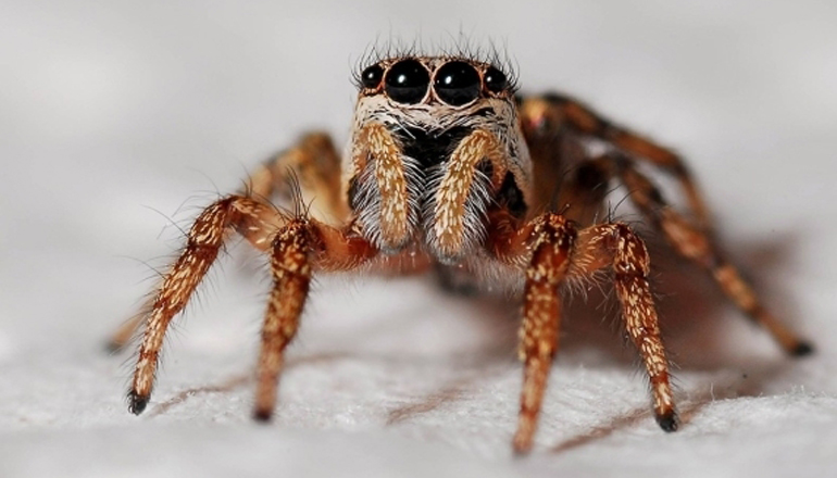 Гигантские пауки способны за год съесть все человечество
