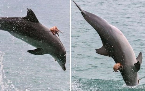 Удивительное фото: осьминог оседлал дельфина, стараясь избежать его зубов