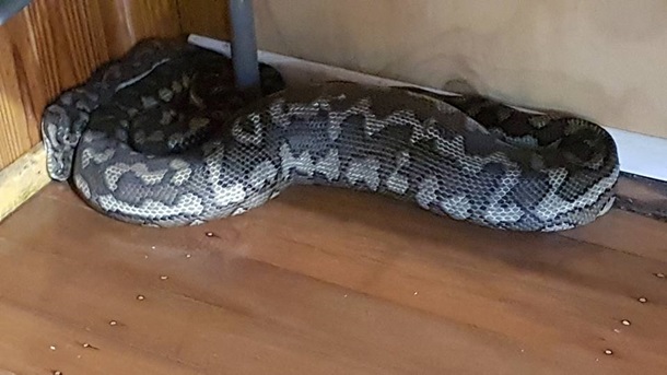 В Австралии гигантская змея провалила потолок и попала в дом. Фото