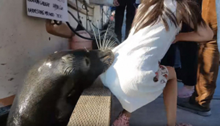 В Канаде морской лев схватил за платье девочку и утащил ее под воду. Видео