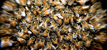 ЧП в Нью-Йорке: 20 тысяч пчел заблокировали вход в небоскреб. Видео