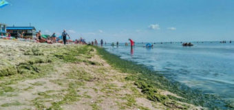 Отдыхающие жалуются: украинский курорт в плену водорослей