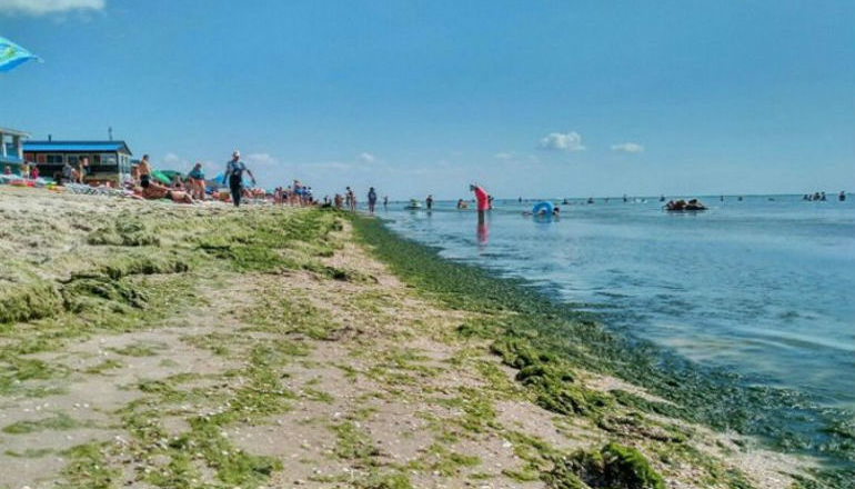 Отдыхающие жалуются: украинский курорт в плену водорослей
