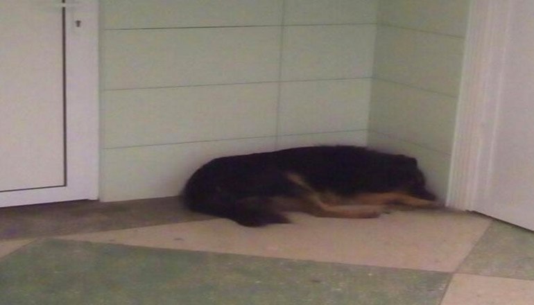 Скандал в Одессе: в областной больнице грязь и собаки в коридорах. Фото
