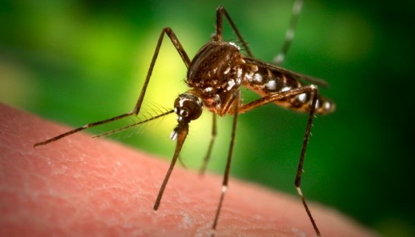 Жительница Кельна осталась без ног и руки из-за укуса комара