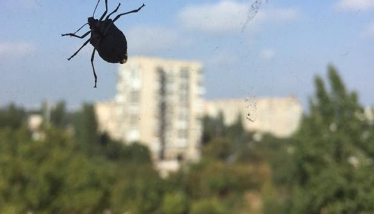 Одессу атакуют жуки-вонючки