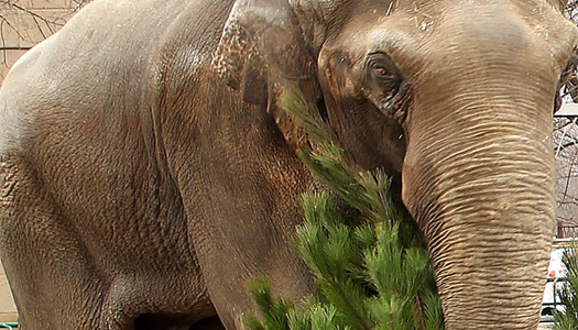 В Харькове слоны бросались новогодними елками. Видео