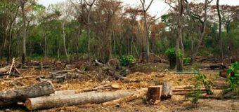 Петр Порошенко ветировал закон против вырубки лесов