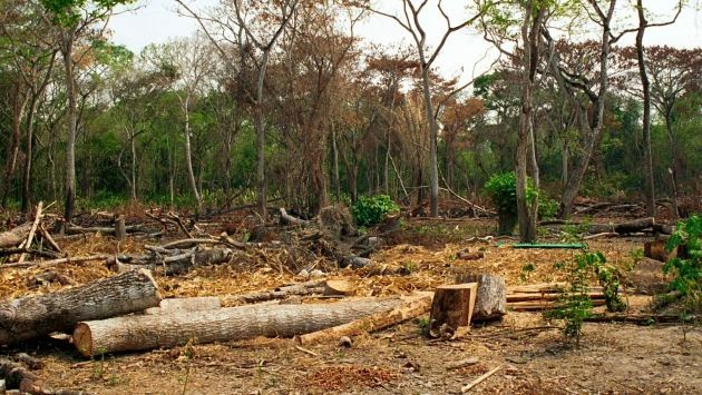 Петр Порошенко ветировал закон против вырубки лесов