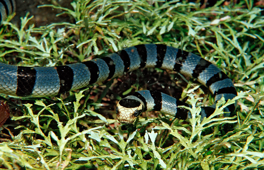 В Австралии от укуса морской змеи впервые погиб человек