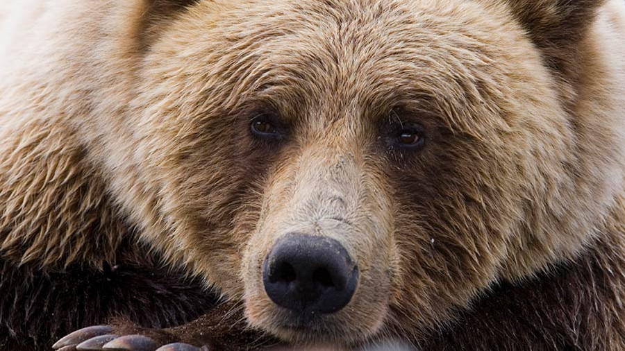 В Харьковской области на сотрудницу базы отдыха напал медведь