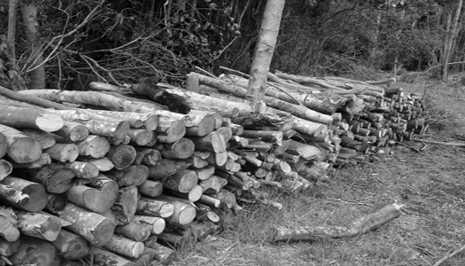 НАБУ расследует отчуждения древесины государственным лесхозом