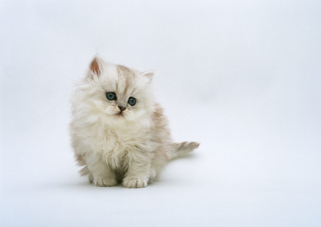 В Китае впервые успешно клонировали котенка