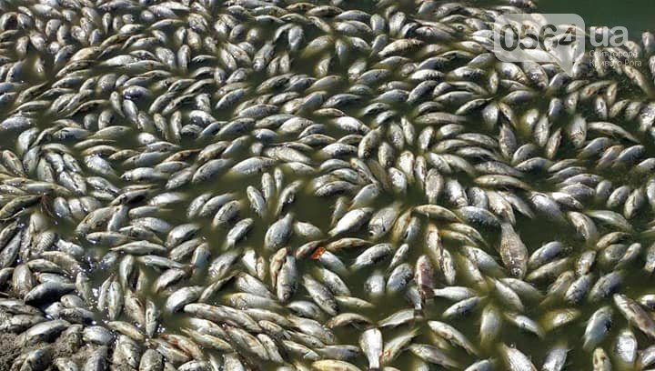 Под Кривым Рогом зафиксировали массовую гибель рыбы