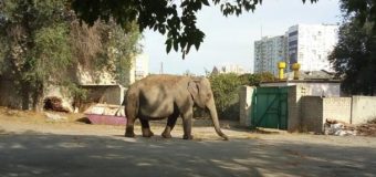 В Харькове неподалеку детского сада разгуливал слон. Видео