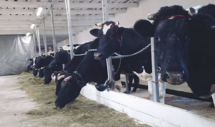 На Тернопільщині відкрили сімейні молочні ферми
