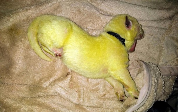 В США родился необычный пес с салатовой шерстью. Фото. Видео