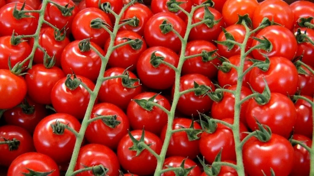 Как вырастить крепкую рассаду помидор